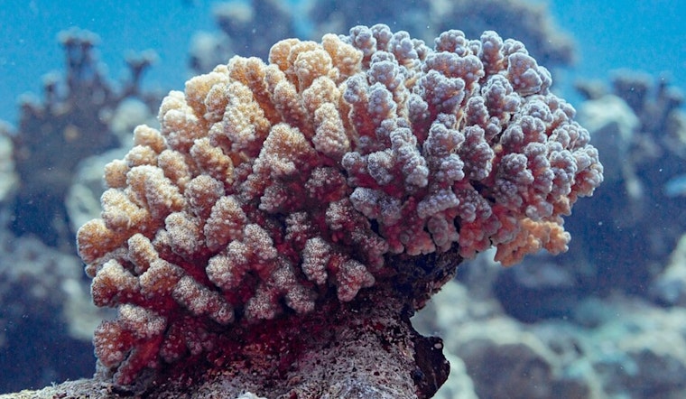Ohio State University Study Reveals Promising Coral Reef Restoration Technologies Boost Survival Rates in Hawaii