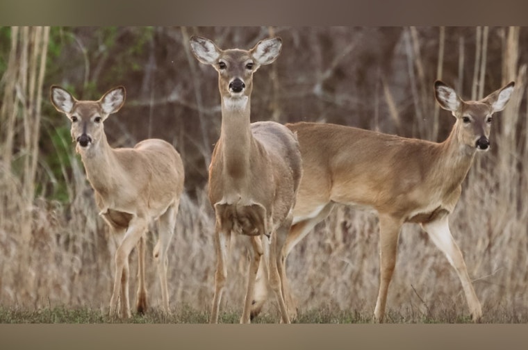 Oklahoma Celebrates Second-Highest Deer Harvest on Record, with 128,000 Deer Taken in 2024-2025 Season