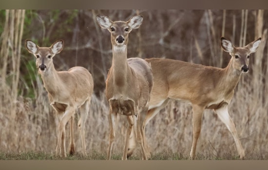 Oklahoma Celebrates Second-Highest Deer Harvest on Record, with 128,000 Deer Taken in 2024-2025 Season