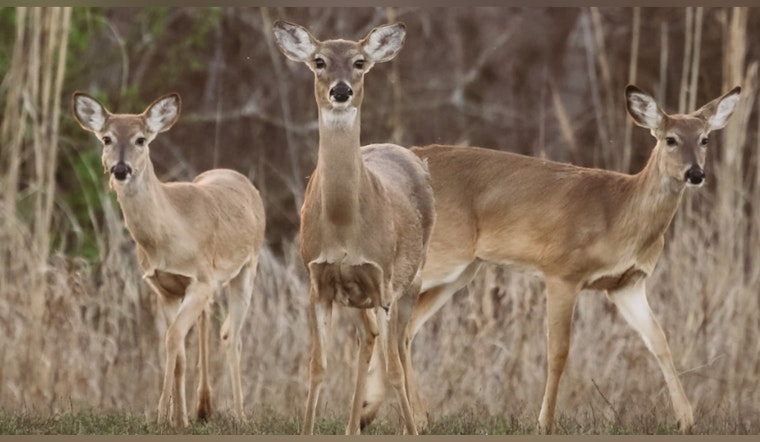 Oklahoma Celebrates Second-Highest Deer Harvest on Record, with 128,000 Deer Taken in 2024-2025 Season