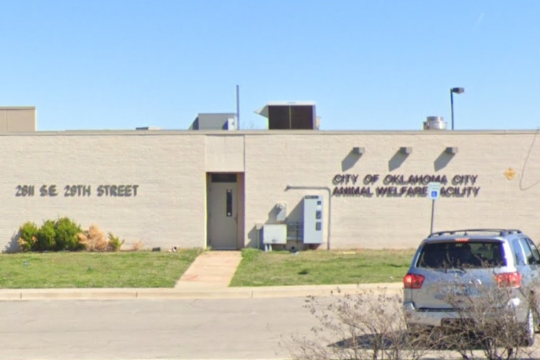 Oklahoma City Animal Welfare Seeks Immediate Help to Home 60 Dogs Amid Capacity Crisis