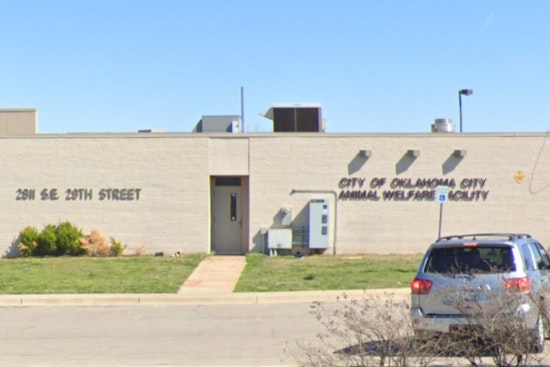 Oklahoma City Animal Welfare Seeks Immediate Help to Home 60 Dogs Amid Capacity Crisis