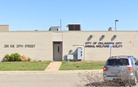 Oklahoma City Animal Welfare Seeks Immediate Help to Home 60 Dogs Amid Capacity Crisis