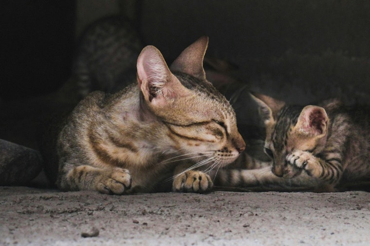 Over 120 Cats Seized from Fullerton Home Amid Welfare Concerns, Public Asked to Adopt as Investigations Continue
