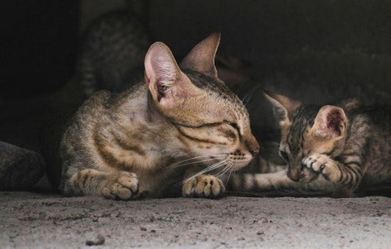 Over 120 Cats Seized from Fullerton Home Amid Welfare Concerns, Public Asked to Adopt as Investigations Continue