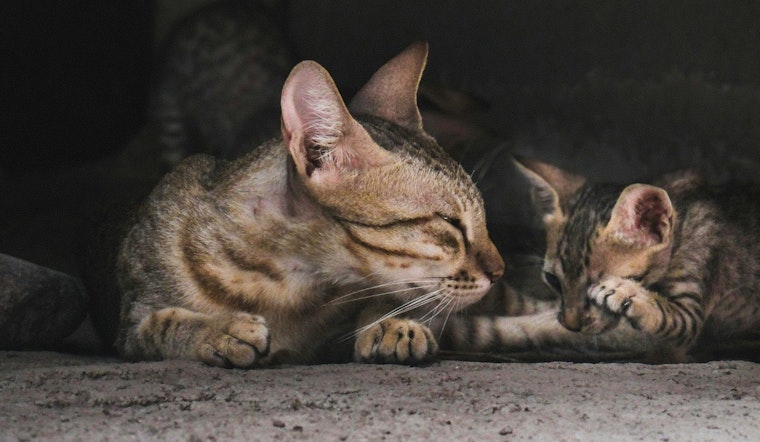Over 120 Cats Seized from Fullerton Home Amid Welfare Concerns, Public Asked to Adopt as Investigations Continue
