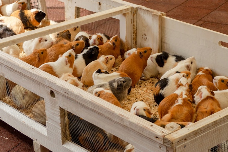 Over 400 Guinea Pigs Rescued from Hoarding Situation in South Los