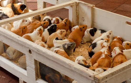 Over 400 Guinea Pigs Rescued from Hoarding Situation in South Los Angeles; Community Urged to Support