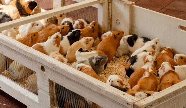 Over 400 Guinea Pigs Rescued from Hoarding Situation in South Los