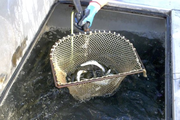 Over 5 Million Fish Stocked in Wisconsin's Waterways to Bolster Ecosystems and Fishing Traditions
