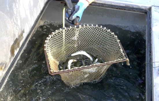 Over 5 Million Fish Stocked in Wisconsin's Waterways to Bolster Ecosystems and Fishing Traditions