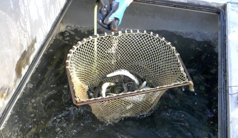 Over 5 Million Fish Stocked in Wisconsin's Waterways to Bolster Ecosystems and Fishing Traditions