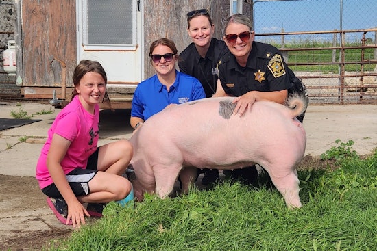 Ozaukee County Pigs Delight Onlookers as Local 4-H Members Prepare for Diverse Fair Entries