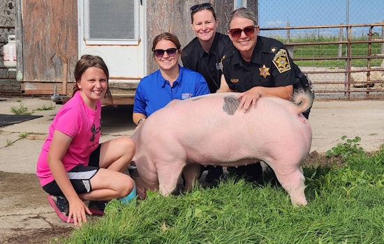 Ozaukee County Pigs Delight Onlookers as Local 4-H Members Prepare for Diverse Fair Entries