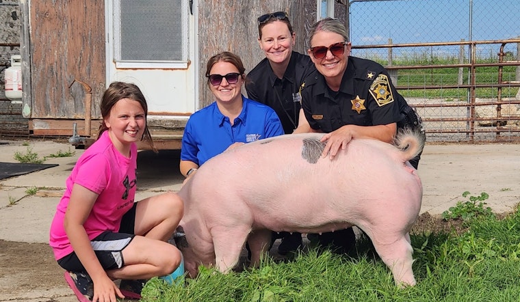 Ozaukee County Pigs Delight Onlookers as Local 4-H Members Prepare for Diverse Fair Entries