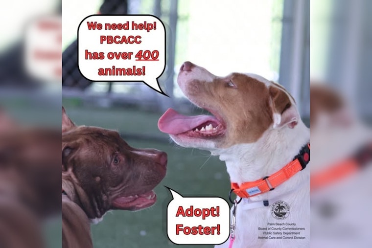 Palm Beach County Animal Shelter in Urgent Plea for Adoptions Amid Severe Overcrowding Crisis