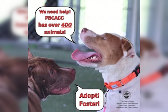 Palm Beach County Animal Shelter in Urgent Plea for Adoptions Amid Severe Overcrowding Crisis