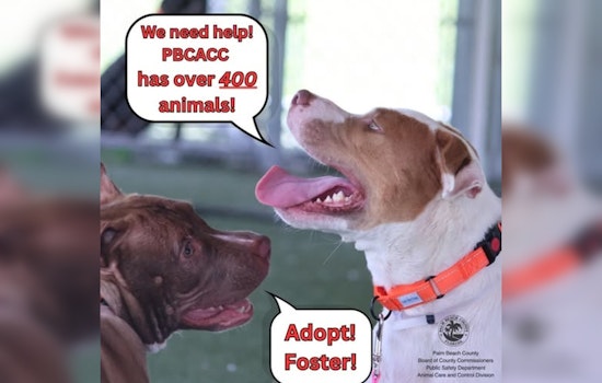Palm Beach County Animal Shelter in Urgent Plea for Adoptions Amid Severe Overcrowding Crisis