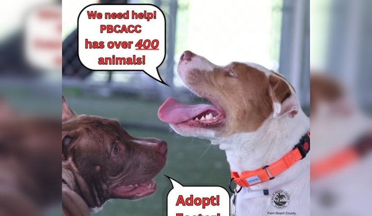 Palm Beach County Animal Shelter in Urgent Plea for Adoptions Amid Severe Overcrowding Crisis