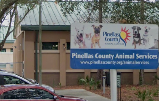 Pinellas County Revokes Clearwater Pet Store's Permit Amid Animal Welfare Violations