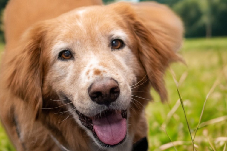 Pleasanton Launches Summer Pet Safety Campaign with Ambassadog Jeter