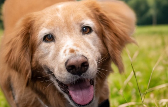 Pleasanton Launches Summer Pet Safety Campaign with Ambassadog Jeter