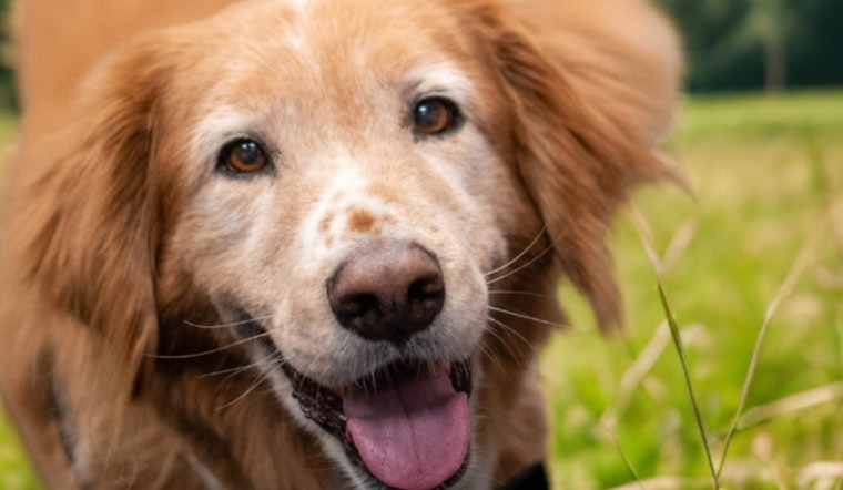 Pleasanton Launches Summer Pet Safety Campaign with Ambassadog Jeter