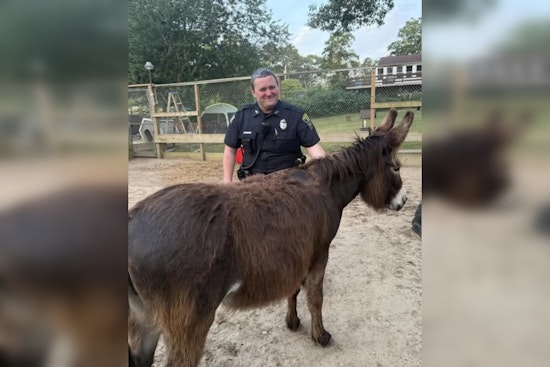 Plymouth Police's Early Morning Chase Ends in Comical Standoff with Mischievous Four-Legged Duo