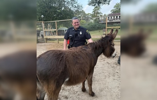Plymouth Police's Early Morning Chase Ends in Comical Standoff with Mischievous Four-Legged Duo