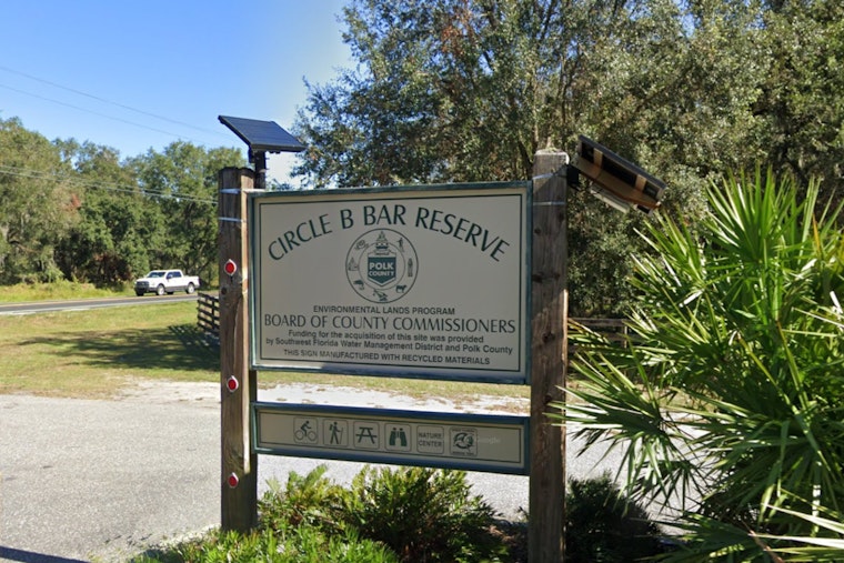 Polk County's Circle B Bar Reserve Closes Marsh Rabbit Run Trail During Alligator Nesting Season