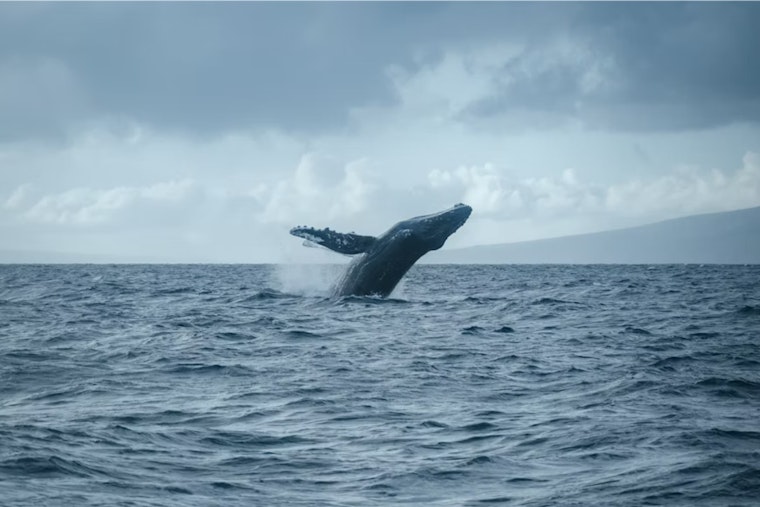 Port of Oakland Becomes BWBS Program Ambassador, Champions the Protection of Whales and Air Quality