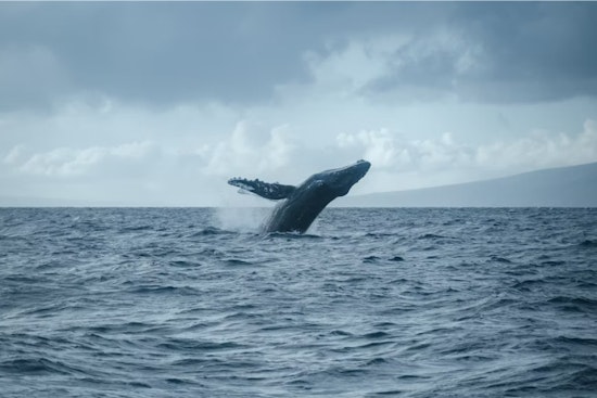 Port of Oakland Becomes BWBS Program Ambassador, Champions the Protection of Whales and Air Quality