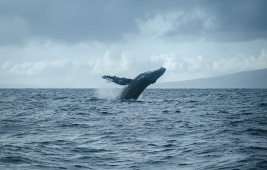 Port of Oakland Becomes BWBS Program Ambassador, Champions the Protection of Whales and Air Quality