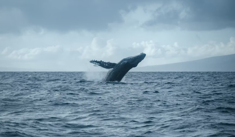 Port of Oakland Becomes BWBS Program Ambassador, Champions the Protection of Whales and Air Quality
