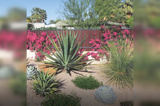 Queen Creek Launches Incentive Program for Water-Smart Landscaping Amid Drought Concerns