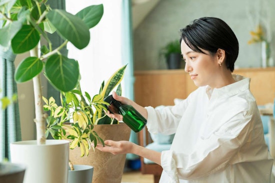 Raleigh Museum Invites Plant Enthusiasts to Green-Themed Plant Swap Event