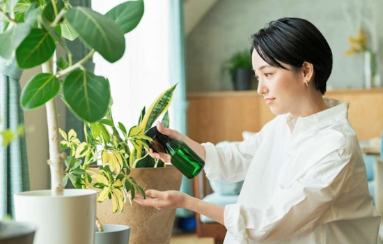 Raleigh Museum Invites Plant Enthusiasts to Green-Themed Plant Swap Event