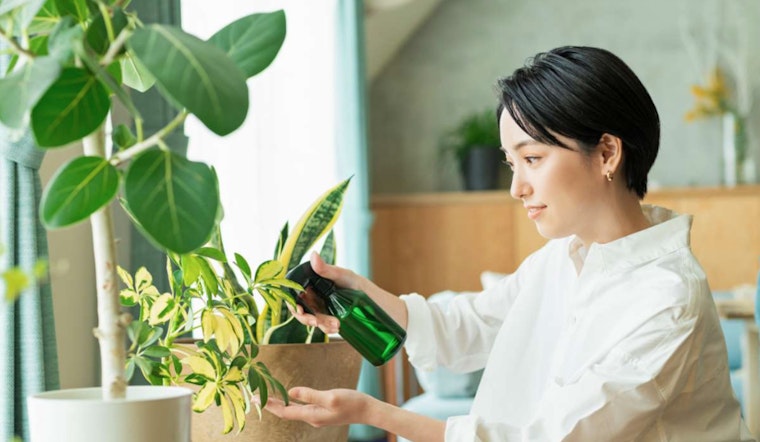 Raleigh Museum Invites Plant Enthusiasts to Green-Themed Plant Swap Event