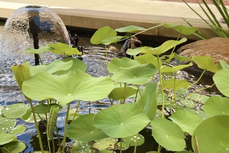 Raleigh Water Unveils Serene Recycled Water Pond at Neuse River Resource Recovery Facility