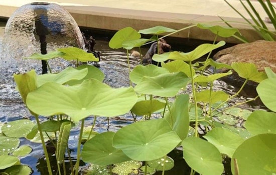Raleigh Water Unveils Serene Recycled Water Pond at Neuse River Resource Recovery Facility