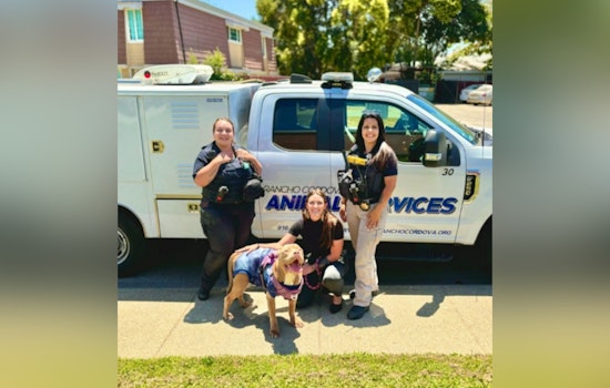 Rancho Cordova Animal Services Saves Local Dog Ruby with Lifesaving Surgery Under ASAP Initiative