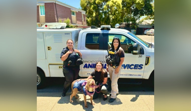 Rancho Cordova Animal Services Saves Local Dog Ruby with Lifesaving Surgery Under ASAP Initiative