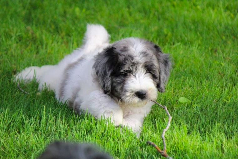 Rancho Cordova Animal Services Warns Pet Owners About the Hidden Dangers of Foxtails in Tall Grasses
