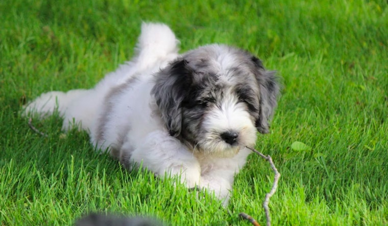 Rancho Cordova Animal Services Warns Pet Owners About the Hidden Dangers of Foxtails in Tall Grasses