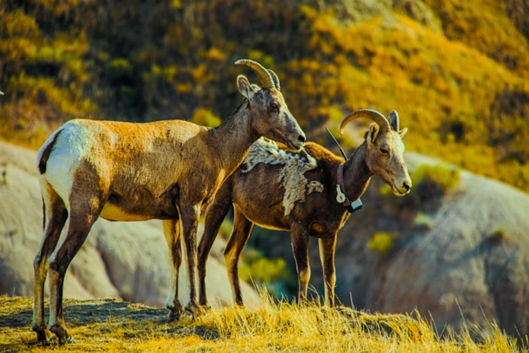 Reno Tackles Wildfire Risks with Eco-Friendly Goat Grazing Initiative