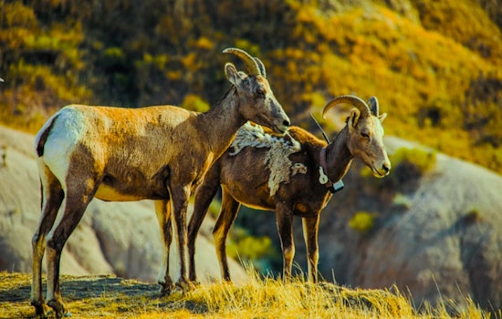 Reno Tackles Wildfire Risks with Eco-Friendly Goat Grazing Initiative