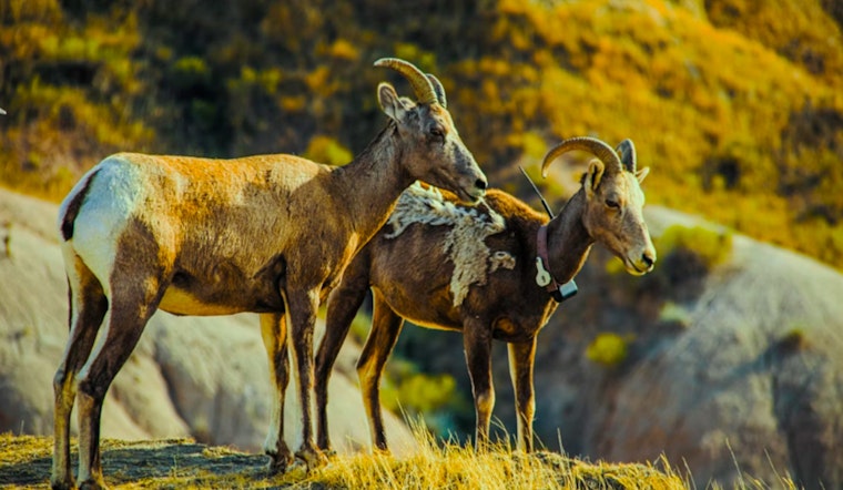 Reno Tackles Wildfire Risks with Eco-Friendly Goat Grazing Initiative