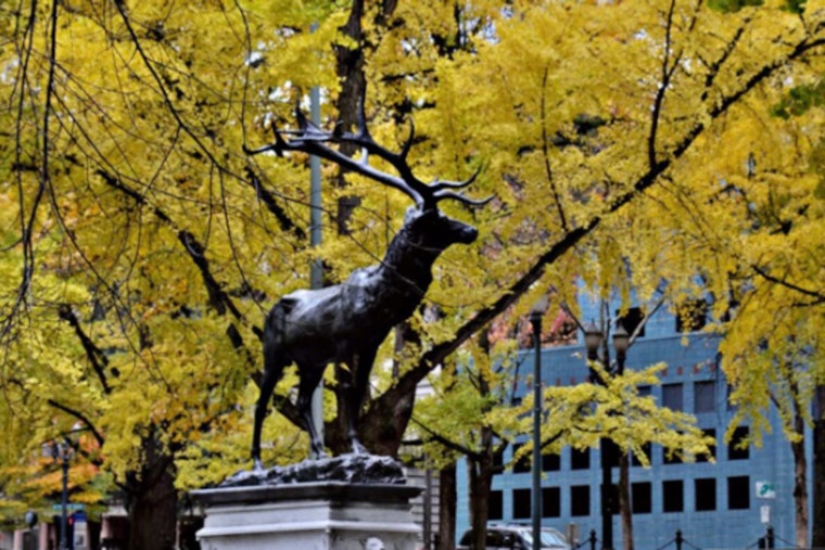 Restoration of Historic Thompson Elk Fountain Begins in Downtown Portland