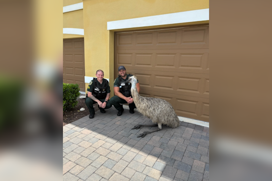 Runaway Emu Recovered by Orange County Deputies in Central Florida Escapade