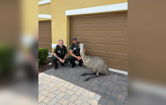 Runaway Emu Recovered by Orange County Deputies in Central Florida Escapade